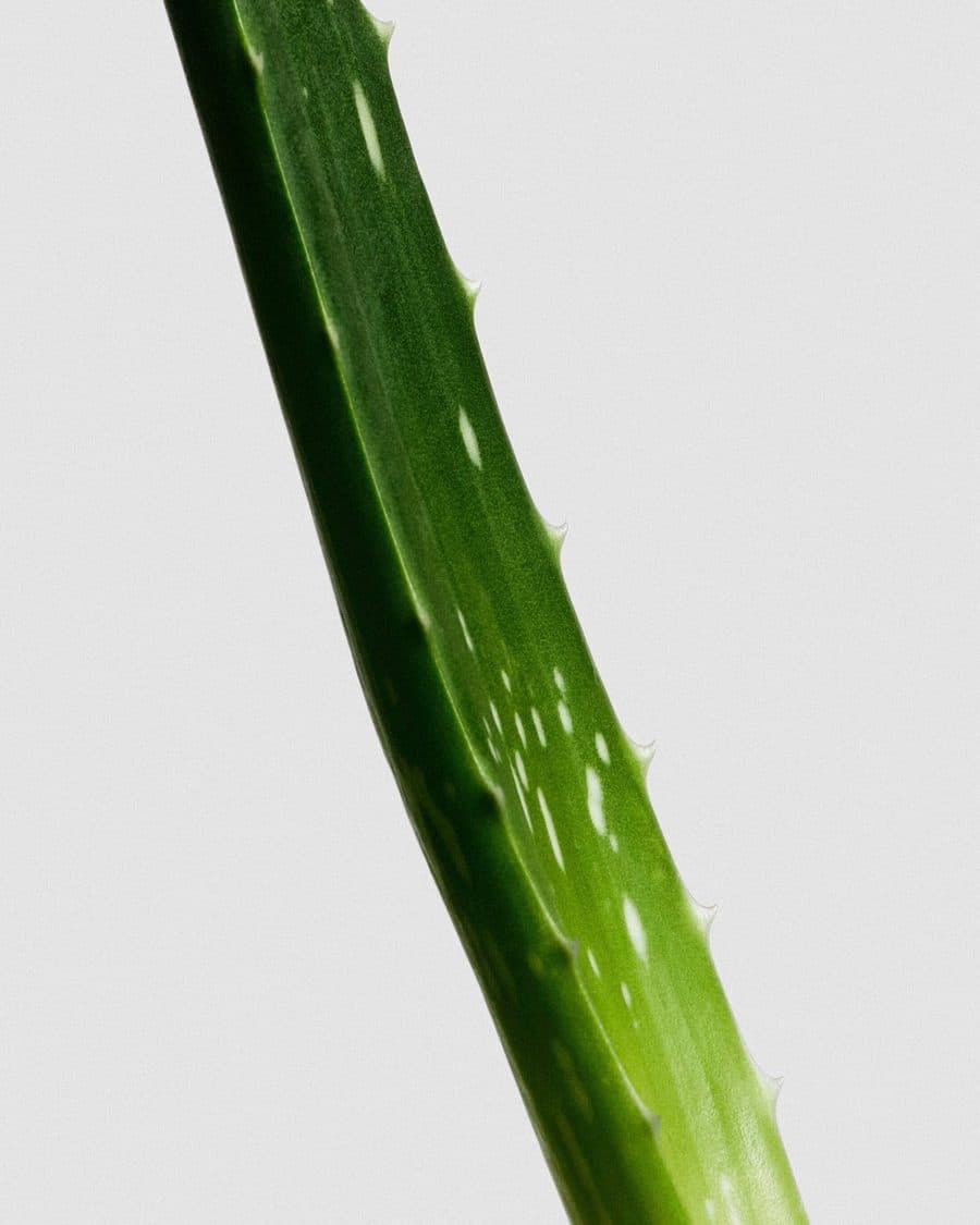 Aloe vera – beroliger og fugter